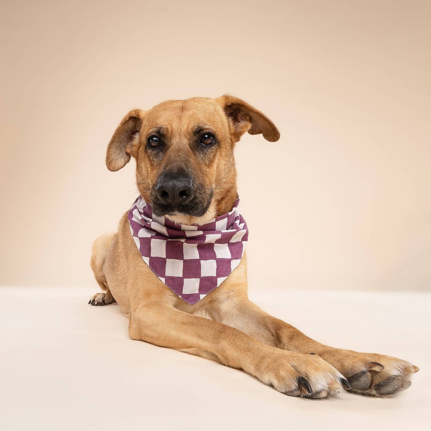 Le Bandana pour chien violet et blanc