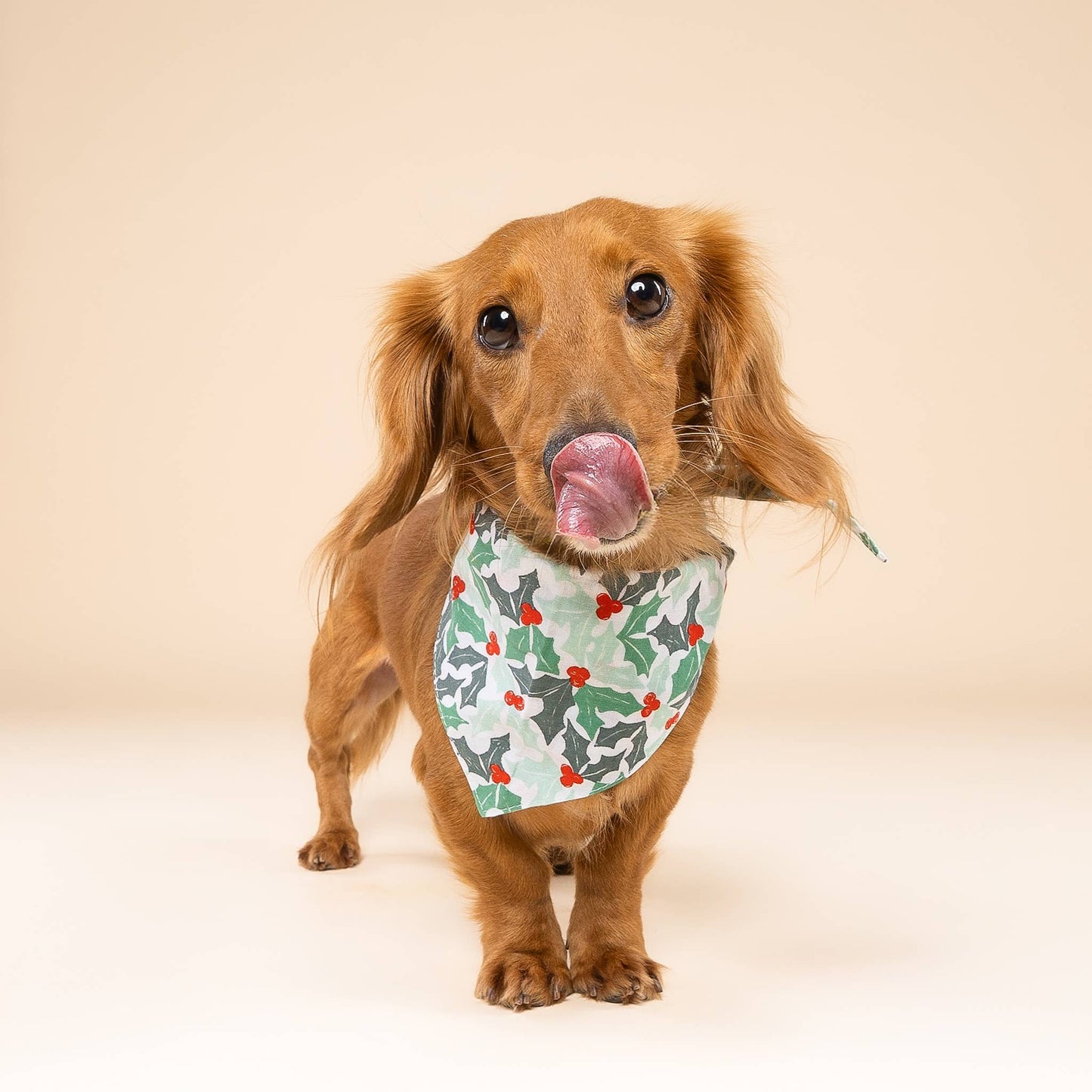 Le Bandana de Noël pour chien