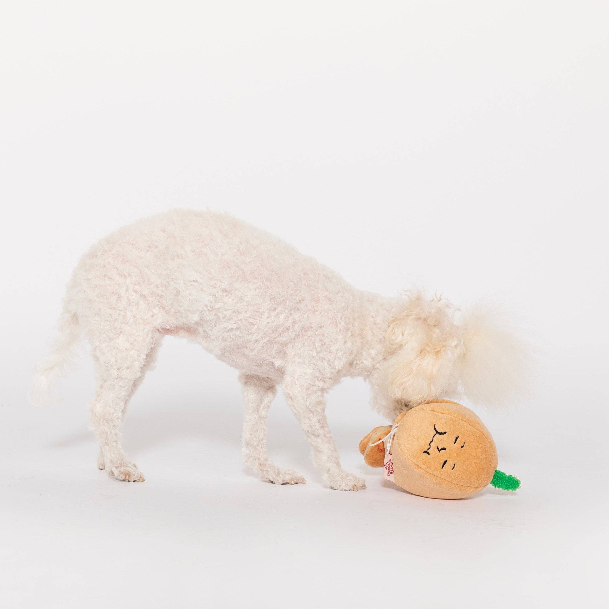 chien qui joue avec jouet oignon