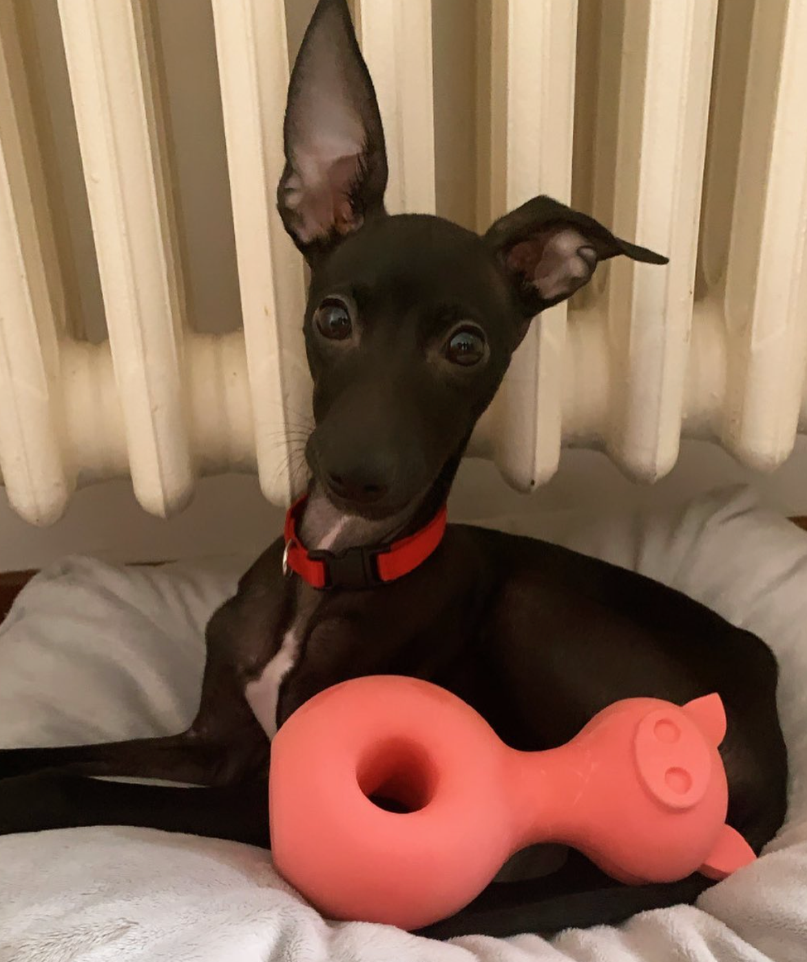 Jouet en latex pour chiens et chats en forme de cochon