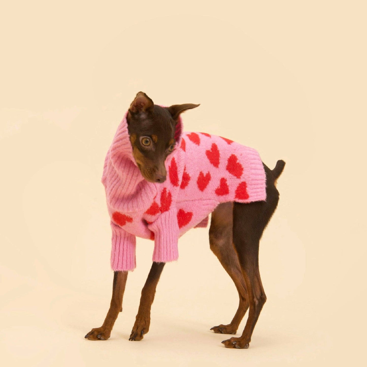 Le Pull - THE LOVE  pour chien