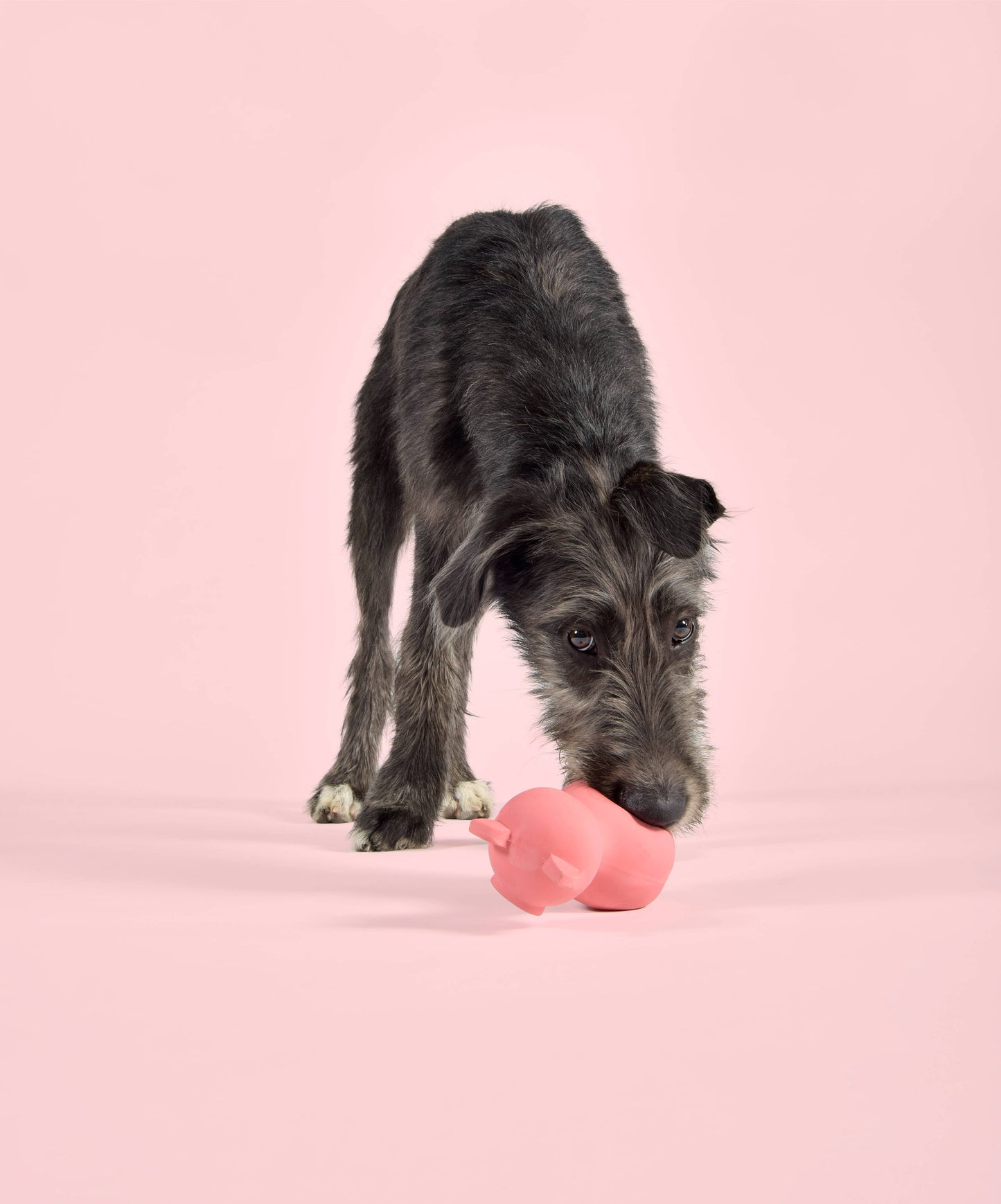 Jouet en latex pour chiens et chats en forme de cochon