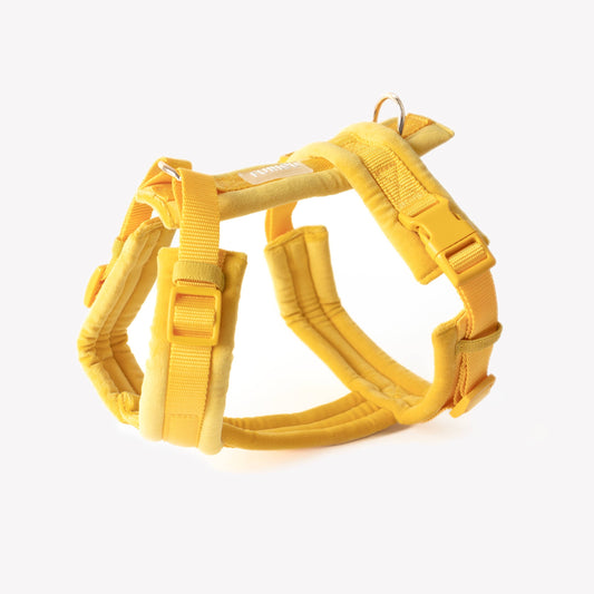 Le Harnais Jaune en velours