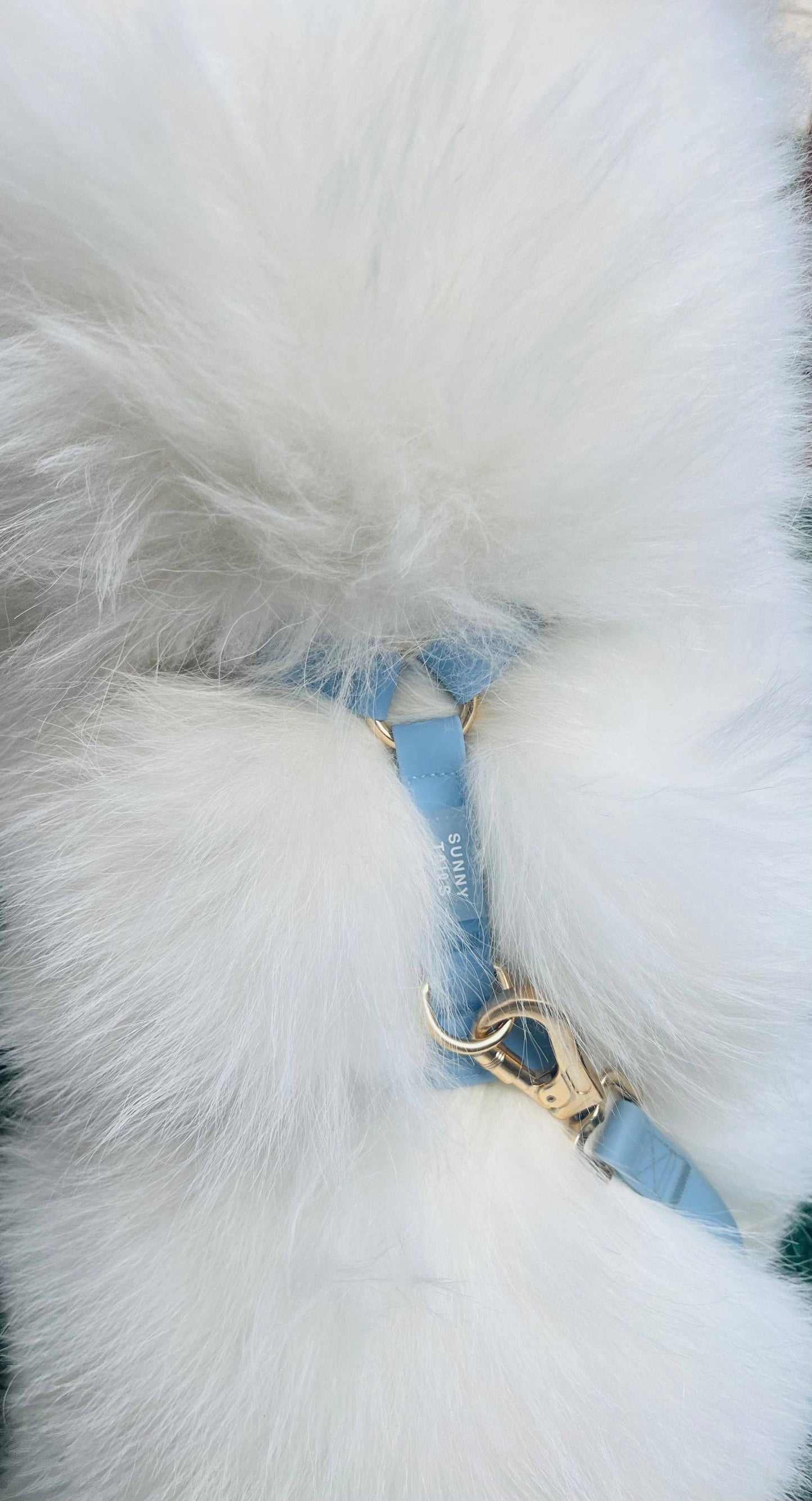 Le Harnais pour chien Malibu Blue Cloud Lite