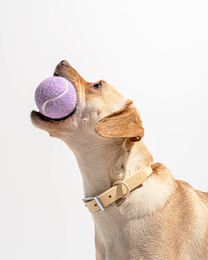Le Paquet de 4 balles de tennis pour chiens