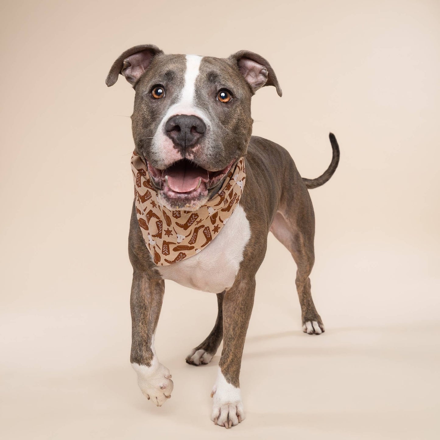 Le Bandana pour chien Bronco