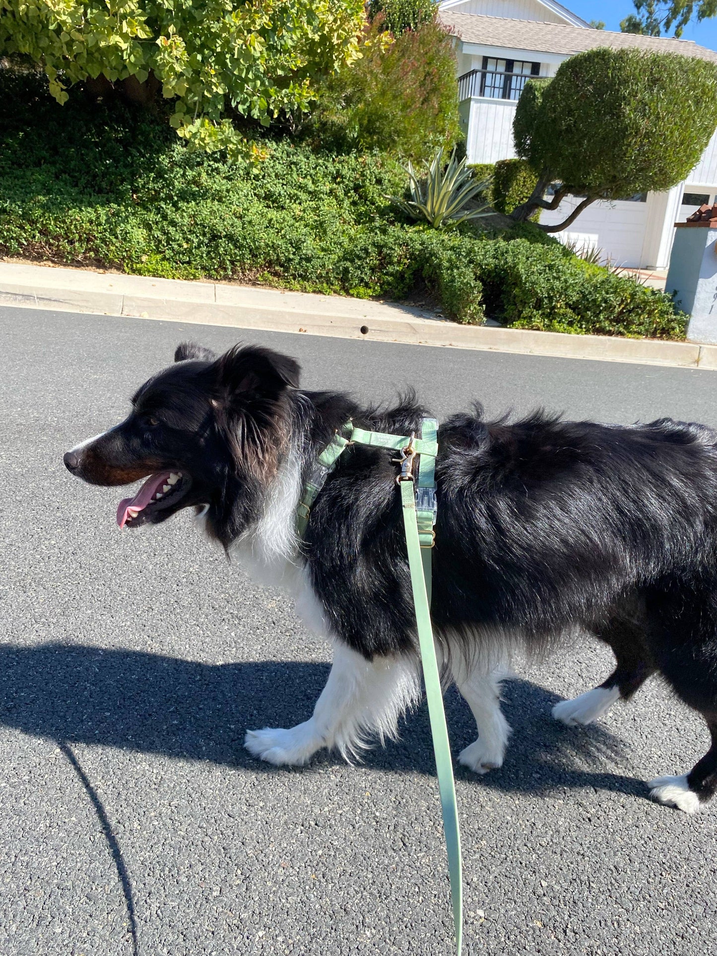Le Harnais pour chien Pistachio Green Cloud Lite