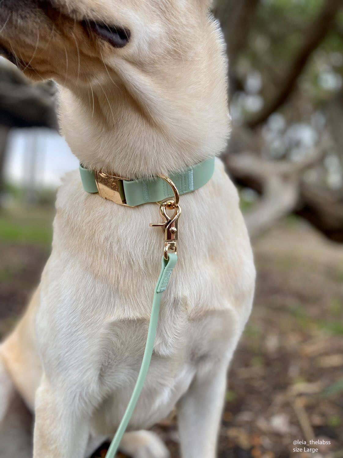 La Laisse imperméable pour chien Cloud vert pistache