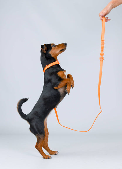 La Laisse imperméable pour chien Orange