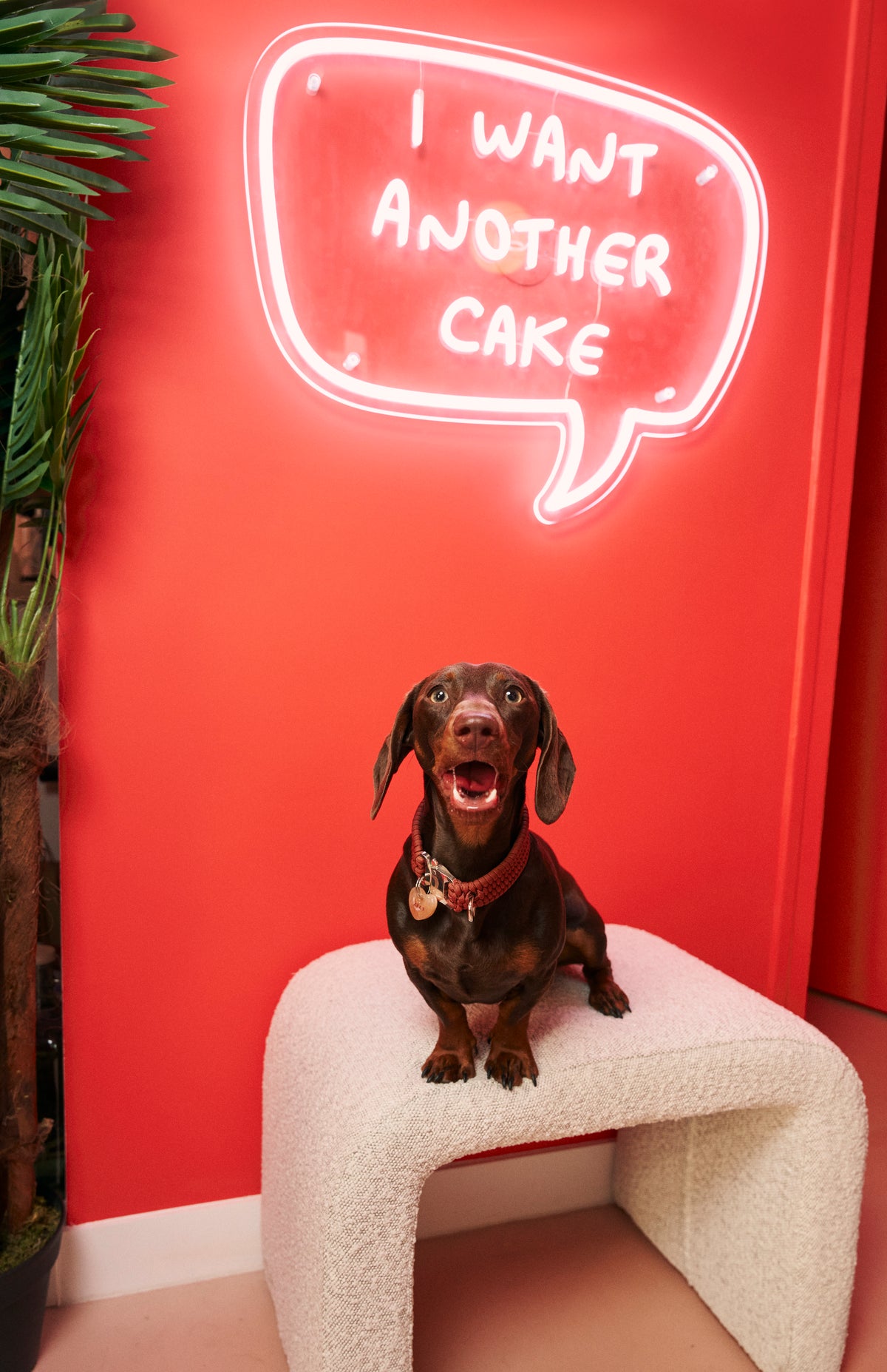 Doggo Fr Boulangerie pour chien Française 🐕 – CASA DEL DOGGO