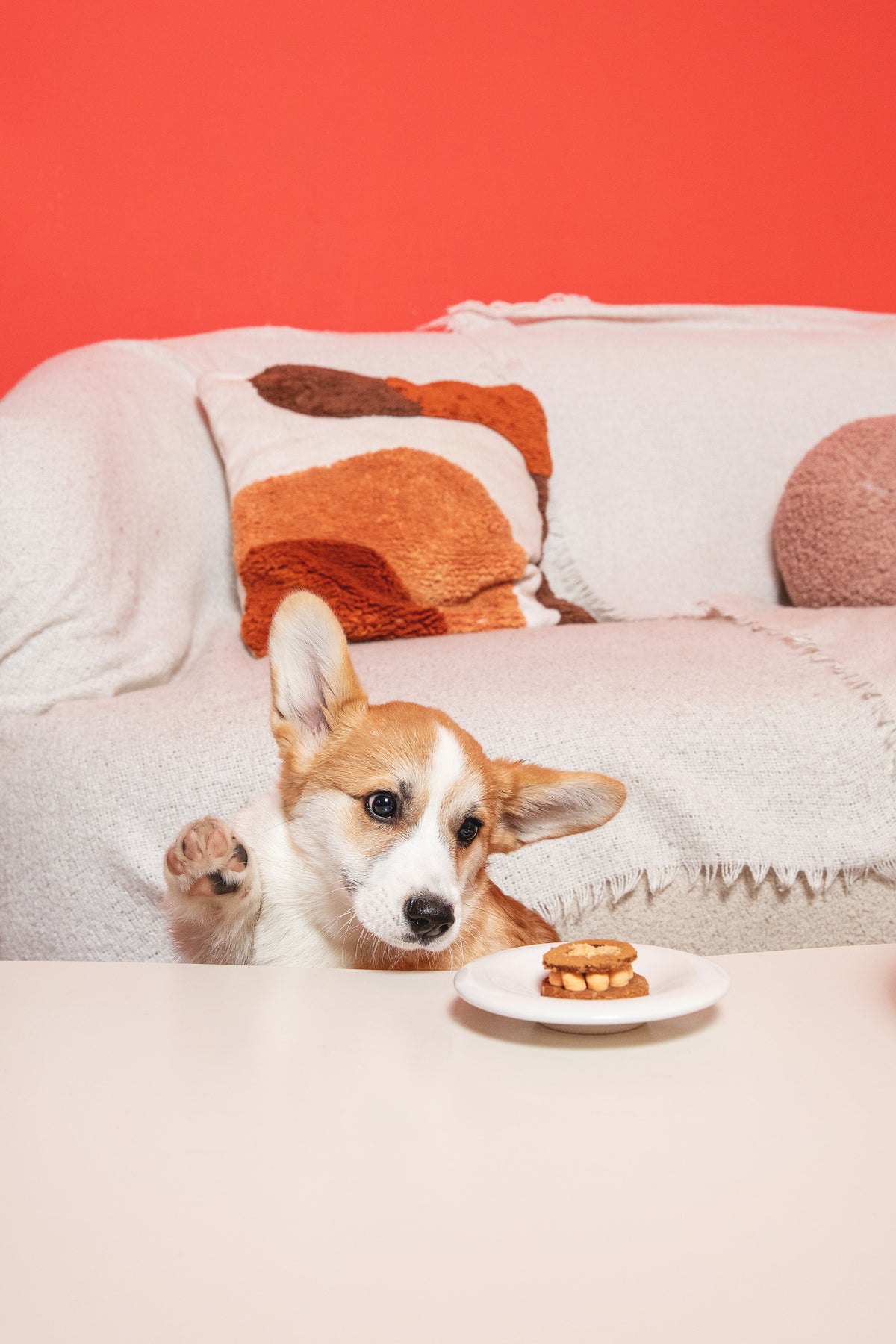 Doggo Fr Boulangerie pour chien Française 🐕 – CASA DEL DOGGO