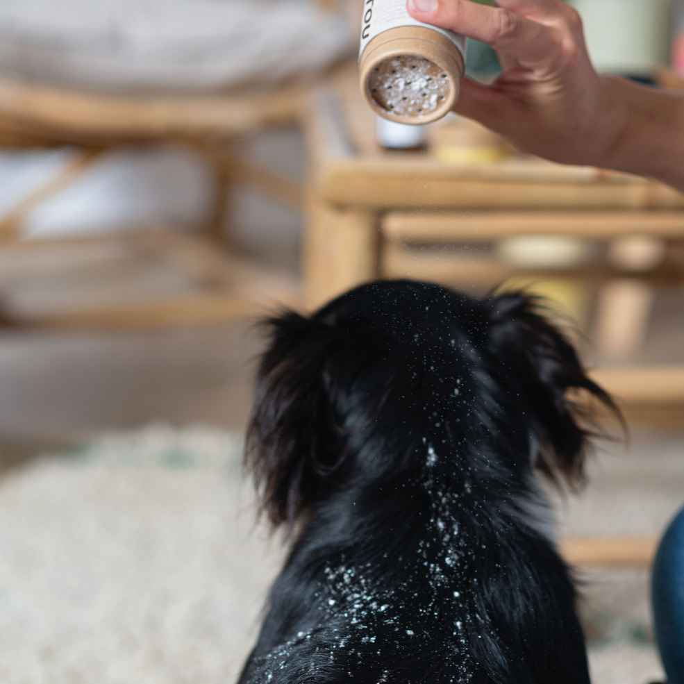 Shampoing Sec Toutout chien noir
