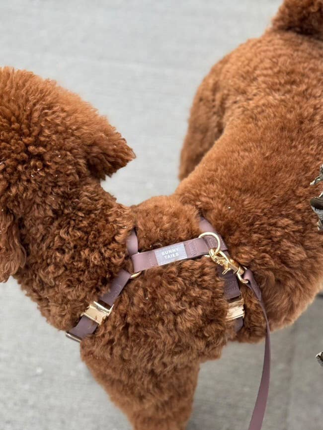 Le Harnais pour chien Espresso Brown Cloud Lite