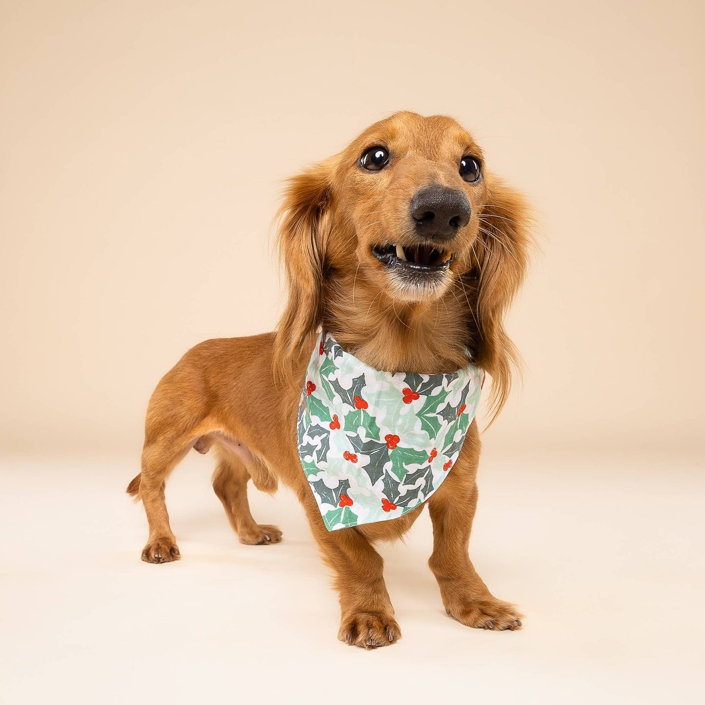 Le Bandana de Noël pour chien