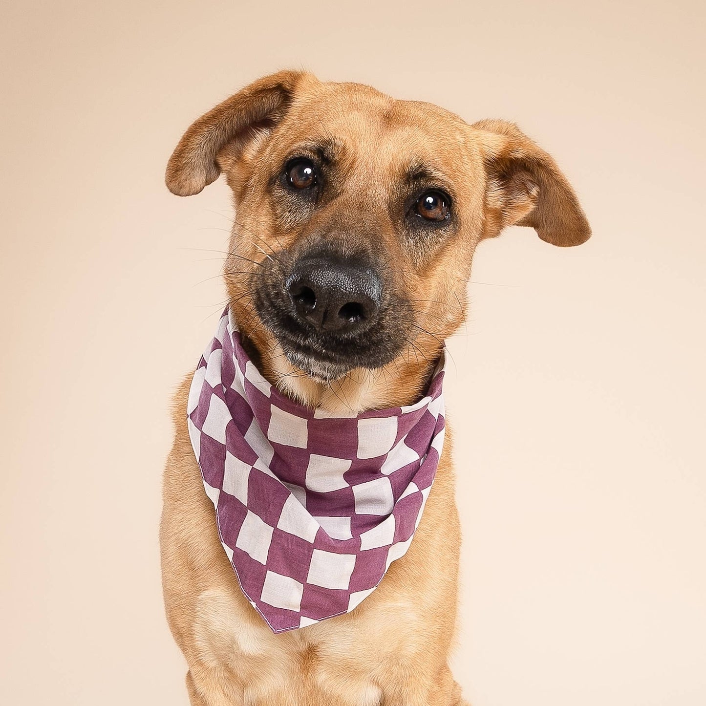 Le Bandana pour chien violet et blanc