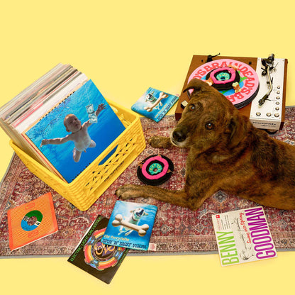 Le Jouet d’odorat en vinyle pour chien