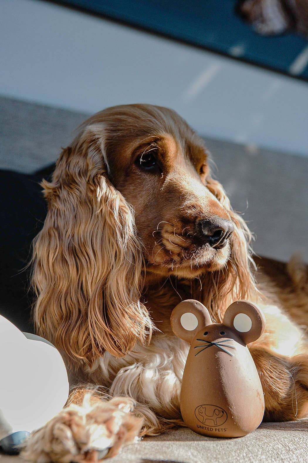 Jouet en latex Tato pour chiens et chats