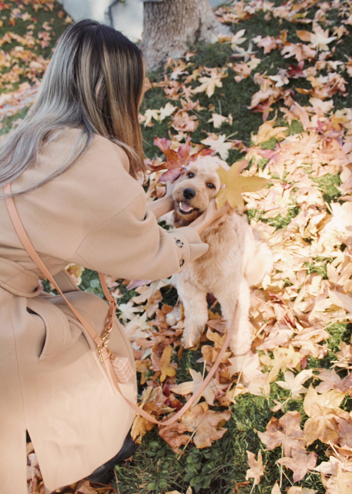 La Laisse pour chien convertible 4 en 1 Chai Brown Hands Free Cloud