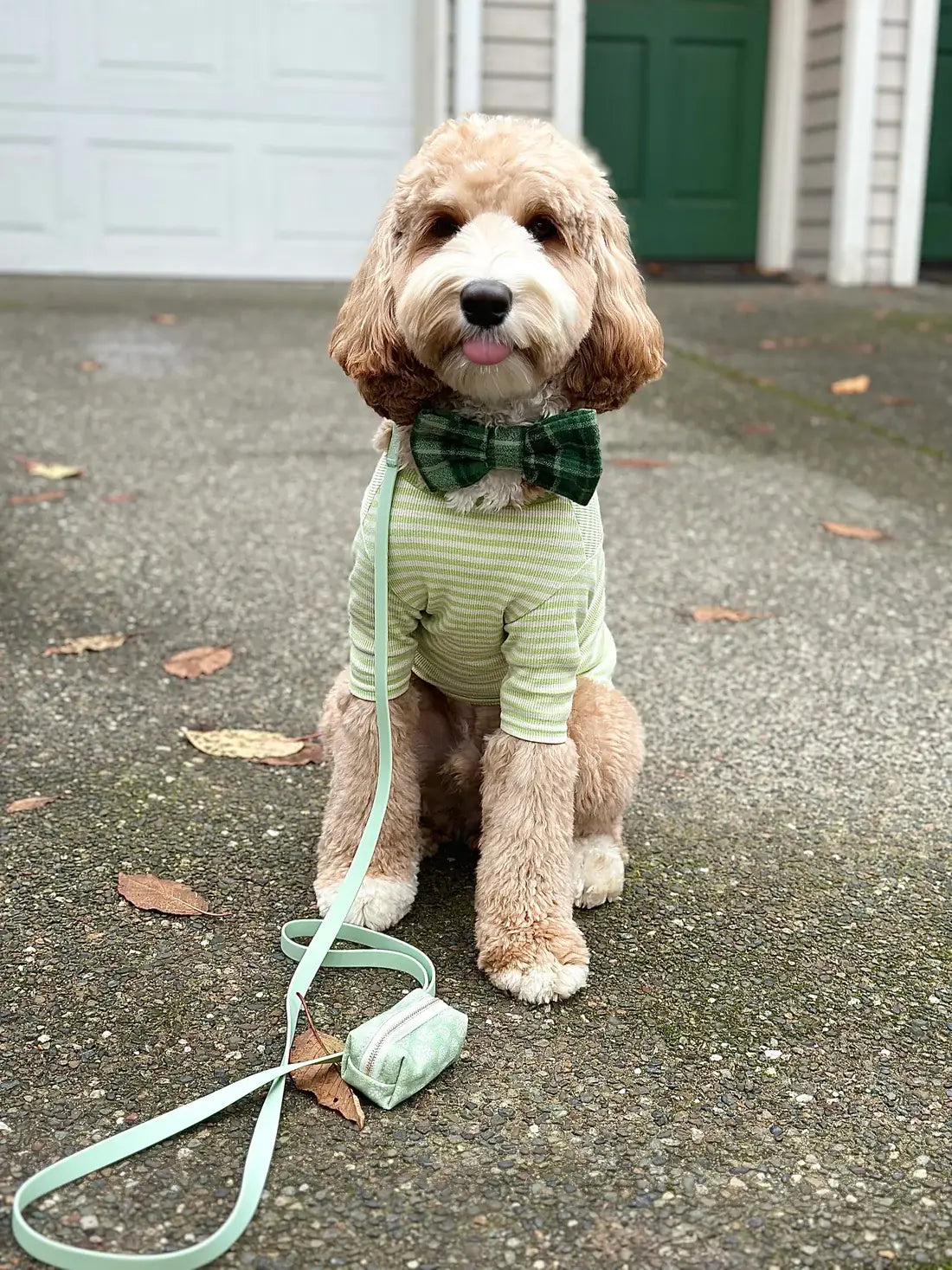 Le Collier imperméable pour chien vert pistache