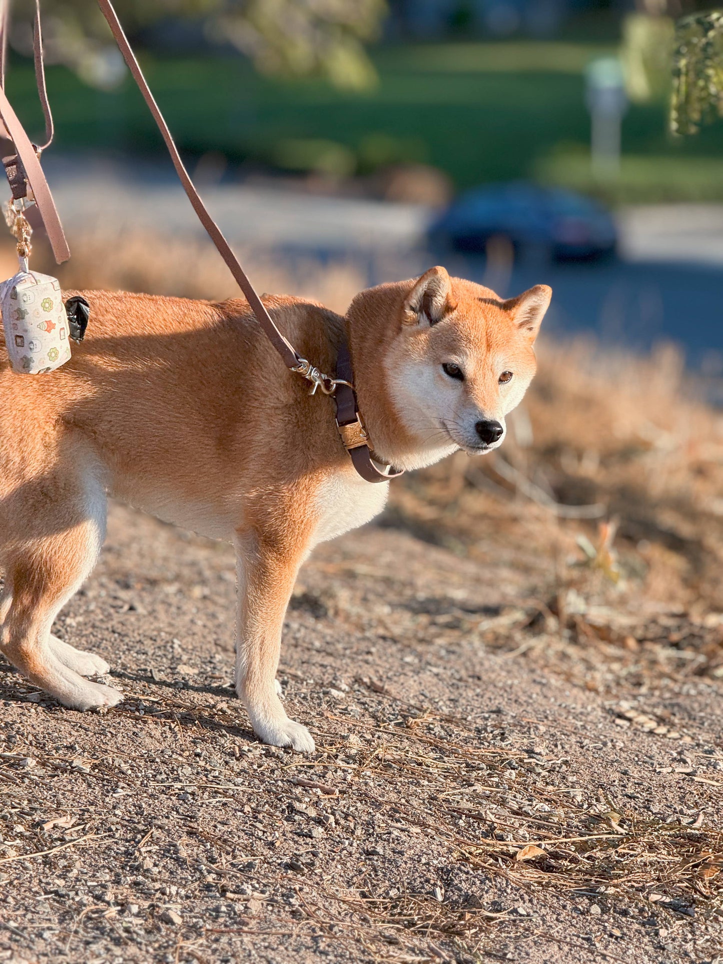 Le Collier imperméable pour chien brun espresso
