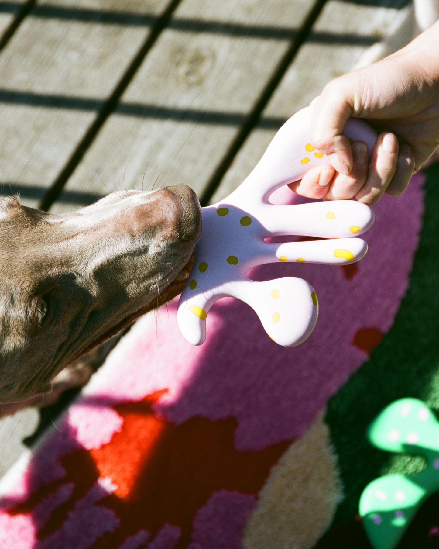 chien qui joue avec le jouet petal