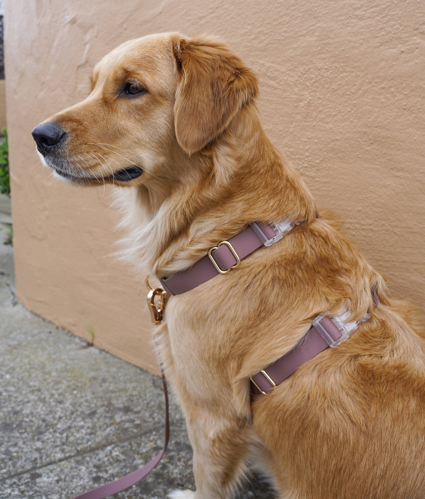 Le Harnais pour chien Espresso Brown Cloud Lite