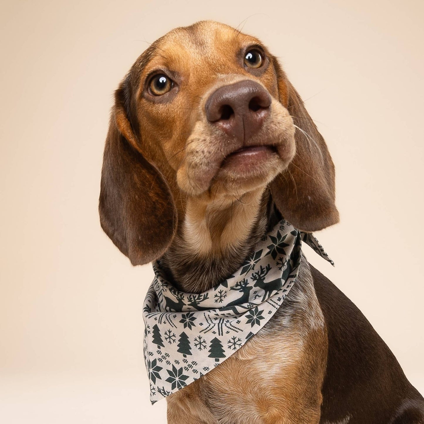 Le Bandana de Noël pour chien Hygge