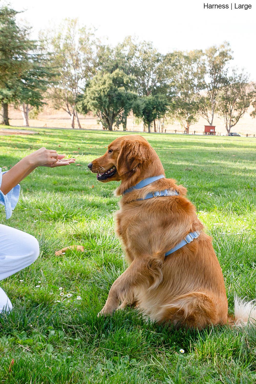 Le Harnais pour chien Malibu Blue Cloud Lite