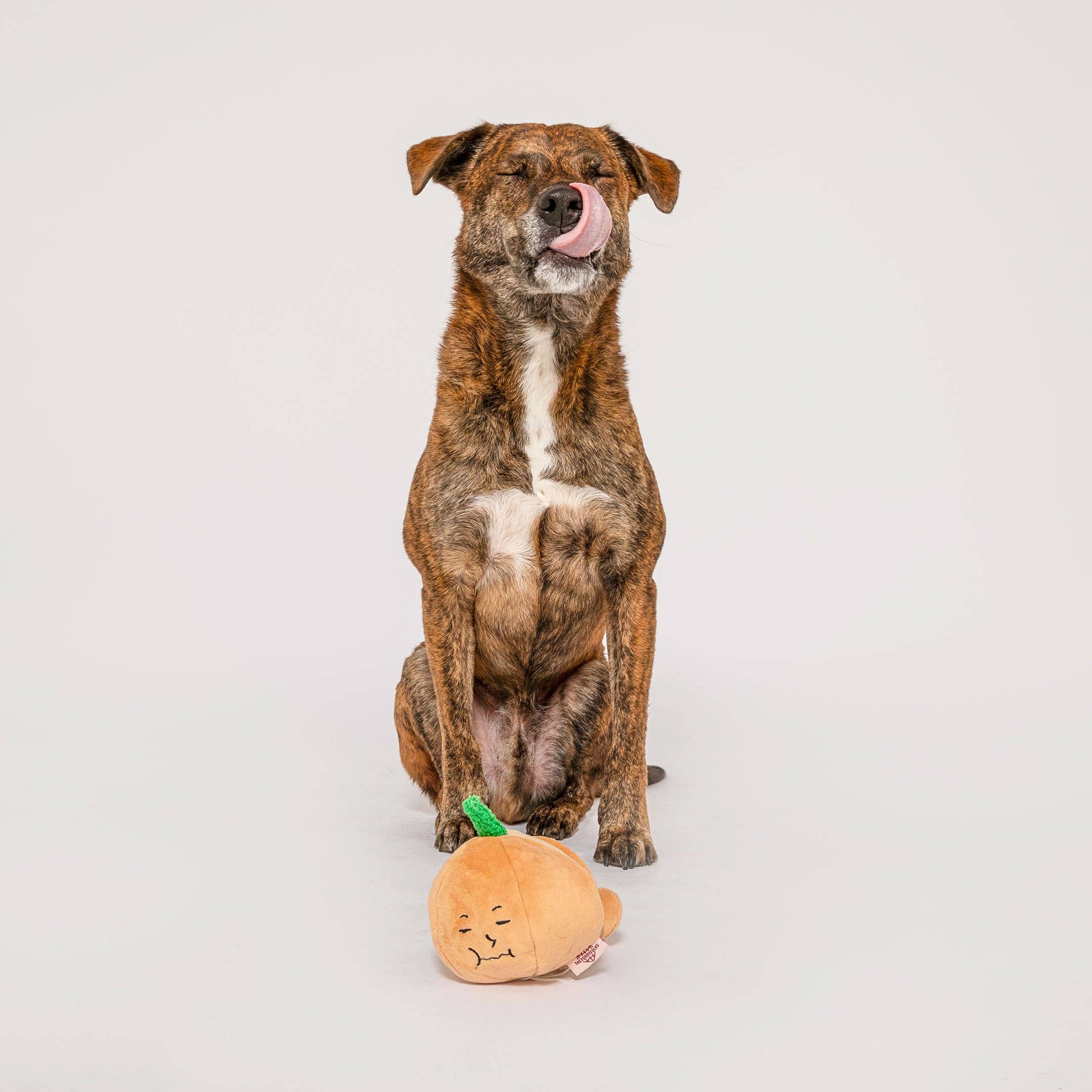 L'Oignon Jaune - Jouet d'Occupation pour les chiens