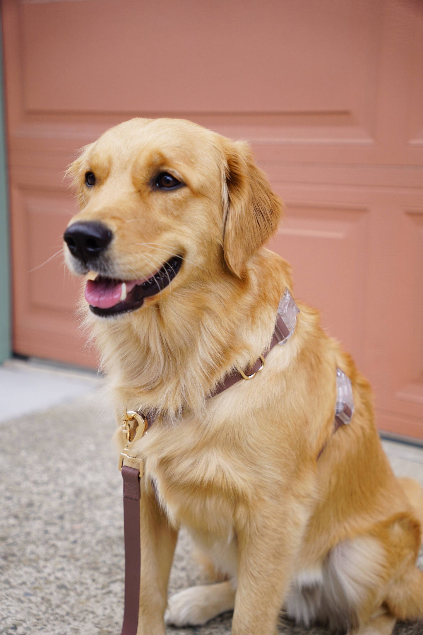 Le Harnais pour chien Espresso Brown Cloud Lite