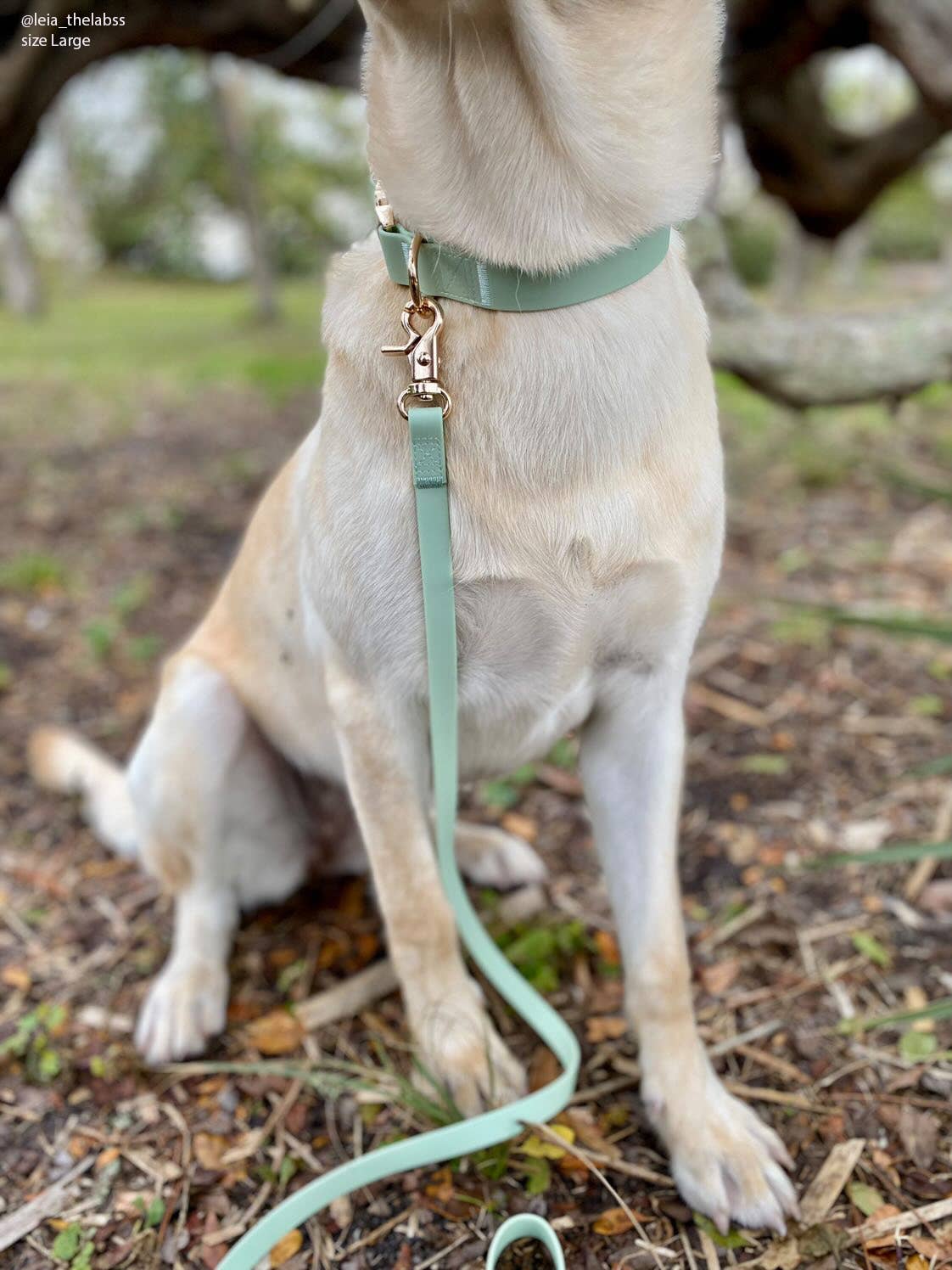 Le Collier imperméable pour chien vert pistache
