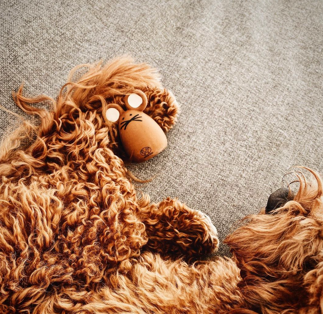 Jouet en latex Tato pour chiens et chats