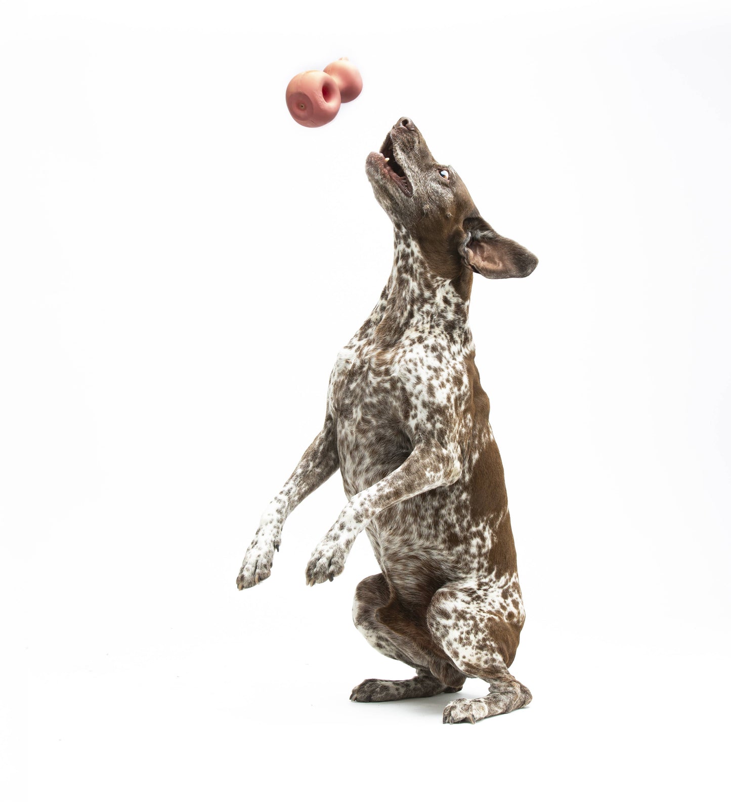 Jouet en latex pour chiens et chats en forme de cochon