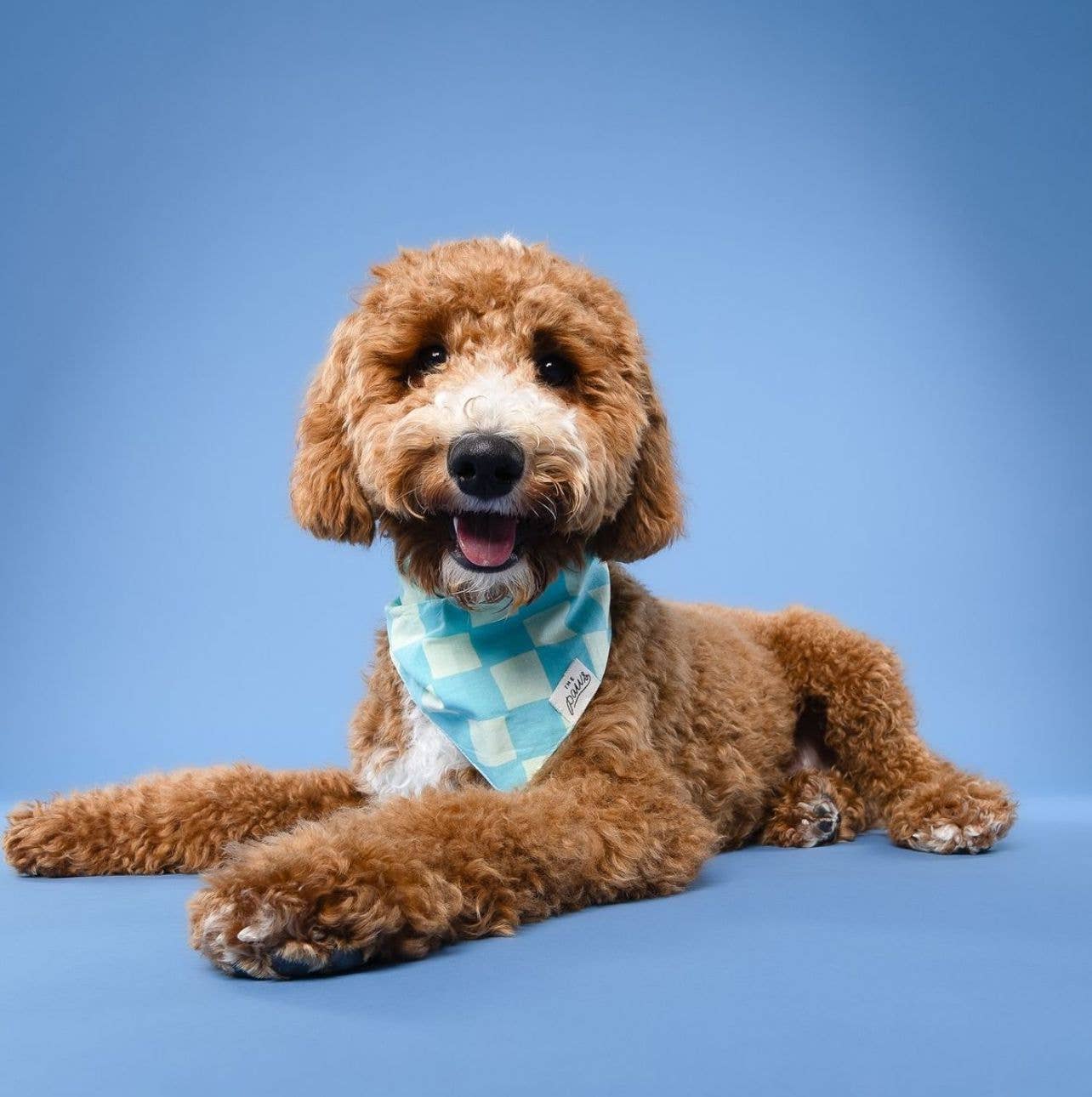 Le Bandana pour chien Soho