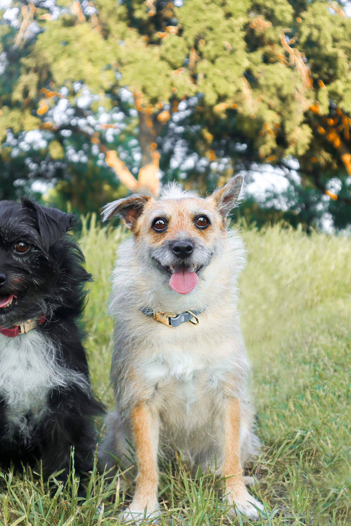 Le Collier imperméable pour chien Malibu Blue
