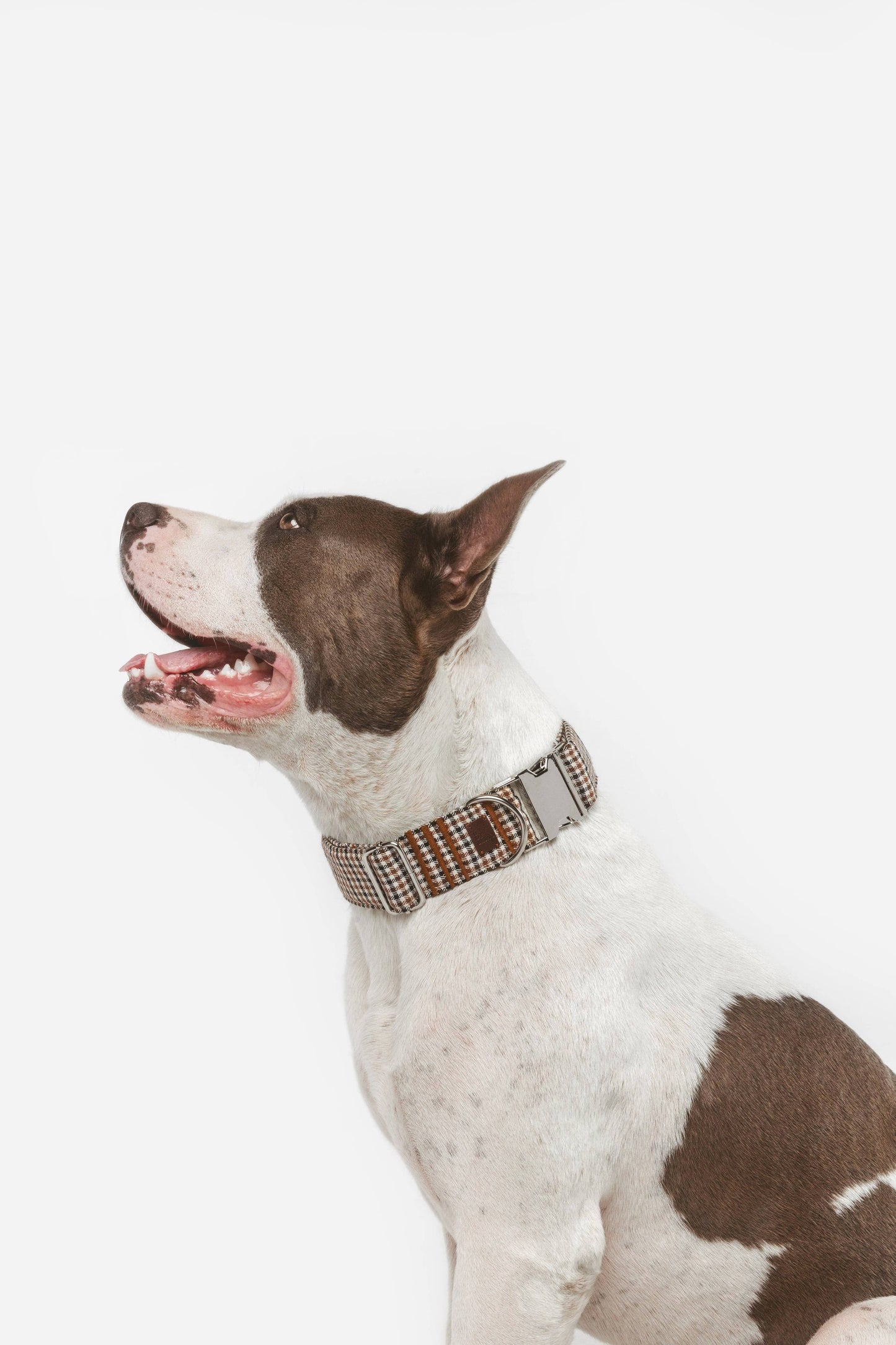 Le collier  Romeo