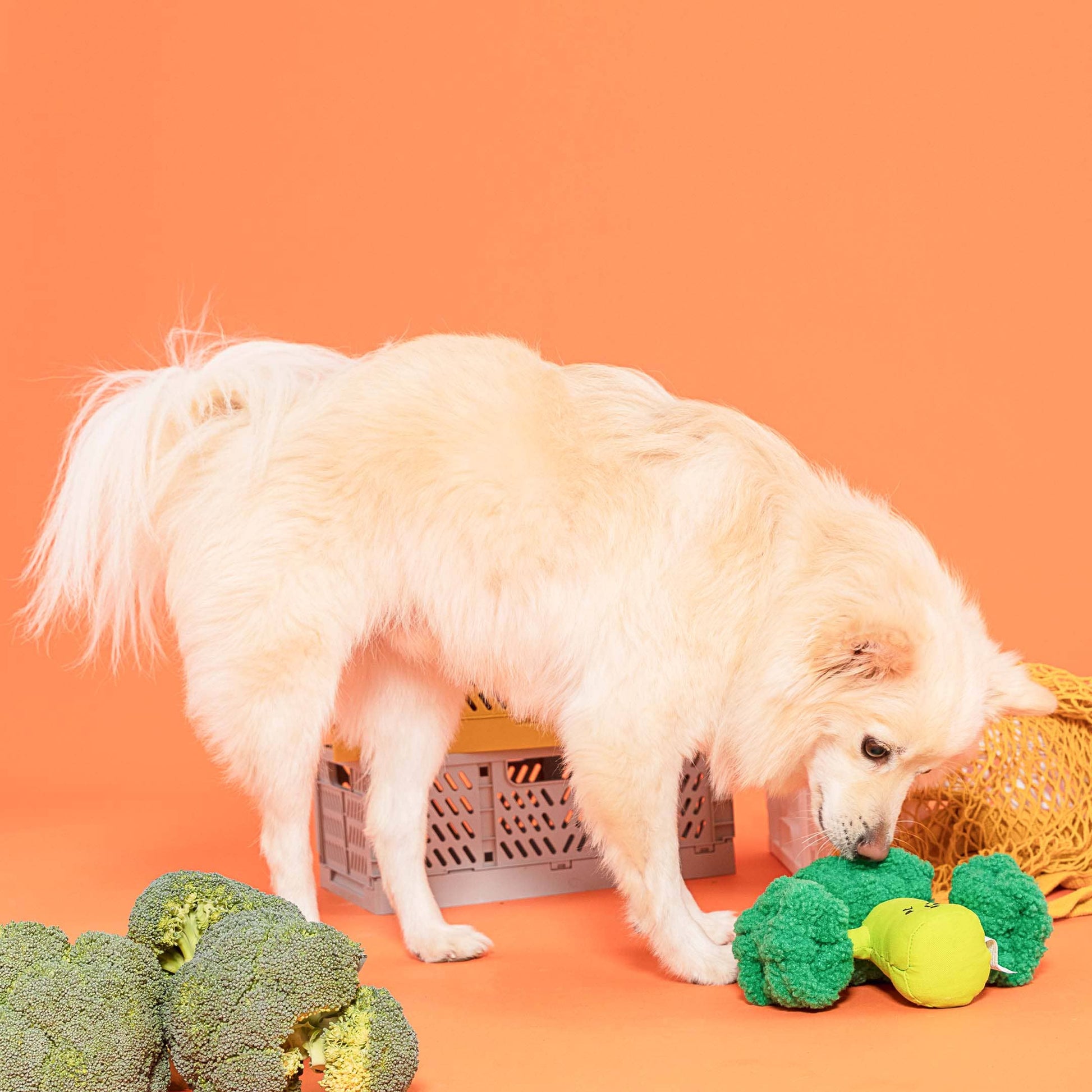 chien blanc joue avec jouet brocoli