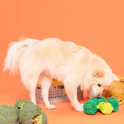 chien blanc joue avec jouet brocoli